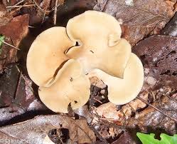Attēlu rezultāti vaicājumam “Polyporus varius”