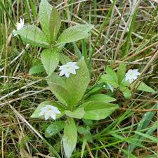 Attēlu rezultāti vaicājumam “Trientalis europaea”