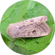 Attēlu rezultāti vaicājumam “Orthosia gracilis”