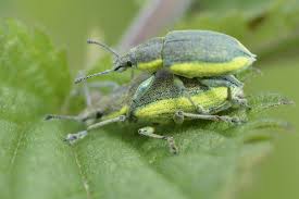 Attēlu rezultāti vaicājumam “Chlorophanus viridis”