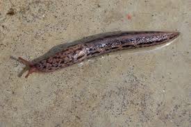 Attēlu rezultāti vaicājumam “Limax maximus”