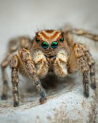 Attēlu rezultāti vaicājumam “Aelurillus v-insignitus”