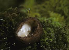 Attēlu rezultāti vaicājumam “Humaria hemisphaerica”