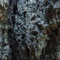 Attēlu rezultāti vaicājumam “Alyxoria varia”