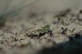 Attēlu rezultāti vaicājumam “Myrmeleotettix maculatus”