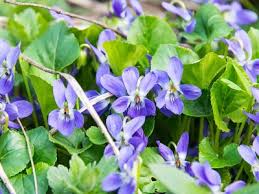 Attēlu rezultāti vaicājumam “Viola uliginosa flower”