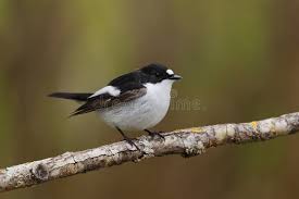 Attēlu rezultāti vaicājumam “Ficedula hypoleuca juvenile”