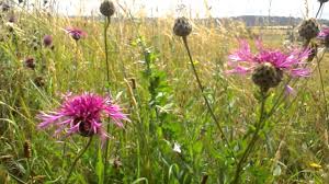 Attēlu rezultāti vaicājumam “Centaurea scabiosa fruit”
