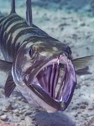 Image result for Sphyraena barracuda