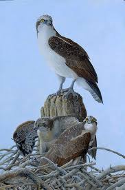 Image result for Pandion haliaetus