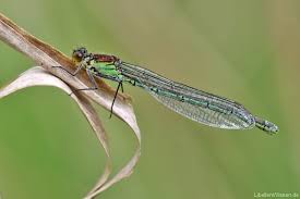 Attēlu rezultāti vaicājumam “Erythromma najas”