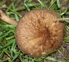 Attēlu rezultāti vaicājumam “Pluteus umbrosus”