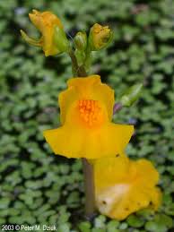 Attēlu rezultāti vaicājumam “Utricularia vulgaris flower”