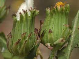 Attēlu rezultāti vaicājumam “Taraxacum suecicum”