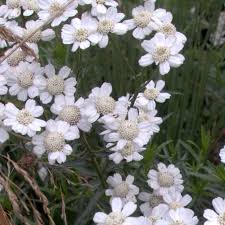 Attēlu rezultāti vaicājumam “Achillea salicifolia”