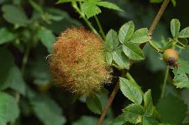 Attēlu rezultāti vaicājumam “Diplolepis rosae”