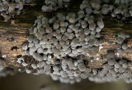 Attēlu rezultāti vaicājumam “Physarum contextum spores”