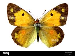 Attēlu rezultāti vaicājumam “Colias palaeno upperside”