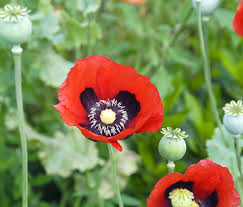 Attēlu rezultāti vaicājumam “Papaver”