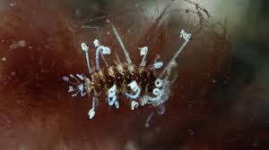 Attēlu rezultāti vaicājumam “Bryum neodamense macro”