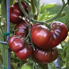Afbeeldingsresultaat voor debarro black tomato