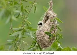 Attēlu rezultāti vaicājumam “Remiz pendulinus nest”