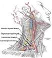 Inferior thyroid artery - Wikipedia, the free encyclopedia