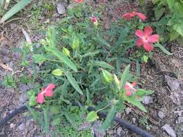 Image result for Abelmoschus moschatus