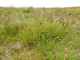 Attēlu rezultāti vaicājumam “Juncus squarrosus”