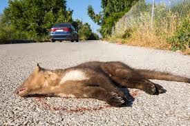 Attēlu rezultāti vaicājumam “Martes foina”