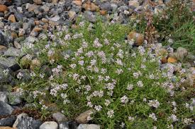 Attēlu rezultāti vaicājumam “Cakile maritima subsp. baltica flower”