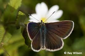 Attēlu rezultāti vaicājumam “Cyaniris semiargus female”