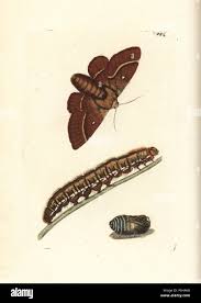 Attēlu rezultāti vaicājumam “Lasiocampa quercus larva”