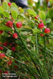 Attēlu rezultāti vaicājumam “Vaccinium myrtillus flower”