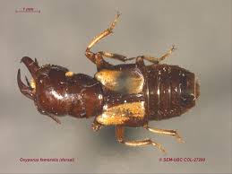 Attēlu rezultāti vaicājumam “Oxyporus”