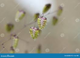 Attēlu rezultāti vaicājumam “Briza media bud”