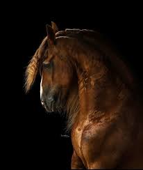 Image result for chestnut friesian