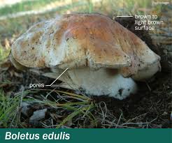 Attēlu rezultāti vaicājumam “Boletus edulis”