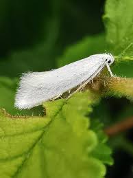 Attēlu rezultāti vaicājumam “Elachista argentella”