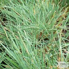 Attēlu rezultāti vaicājumam “Koeleria glauca”