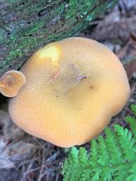 Attēlu rezultāti vaicājumam “Tricholomopsis decora”