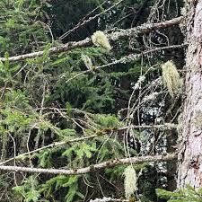 Attēlu rezultāti vaicājumam “Bryoria capillaris”