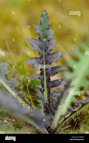 Attēlu rezultāti vaicājumam “Cirsium arvense leaf”