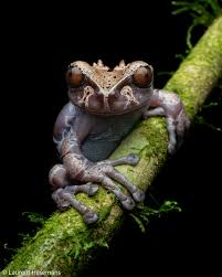 Attēlu rezultāti vaicājumam “Dendrophagus crenatus”