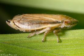 Attēlu rezultāti vaicājumam “Neophilaenus lineatus”