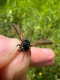 Attēlu rezultāti vaicājumam “Pamphiliidae”