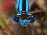 Attēlu rezultāti vaicājumam “Enallagma cyathigerum male”