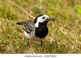 Attēlu rezultāti vaicājumam “Motacilla alba adult”