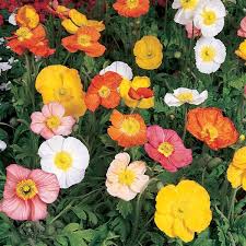 Image result for Papaver nudicaule
