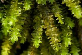 Attēlu rezultāti vaicājumam “Anomodon attenuatus sporophyte”